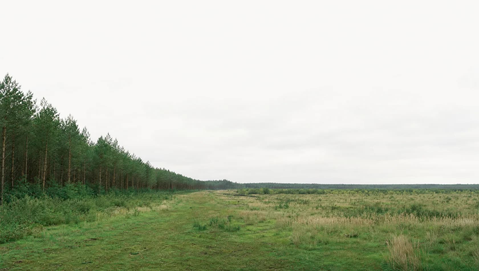 A broad pine plantation ride opening onto rough grassland at the forest edge, flat afternoon light, no people.