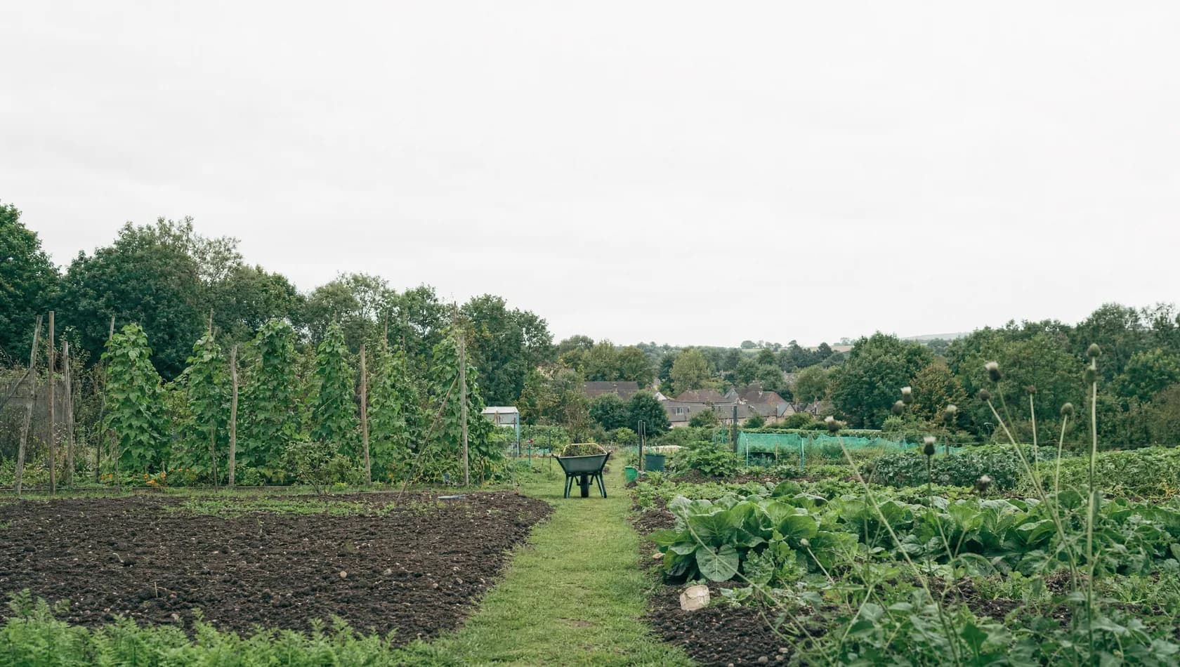 A community allotment at the edge of town in early autumn: staked beans, bare turned beds, a wheelbarrow left at the end of a row, nobody present.