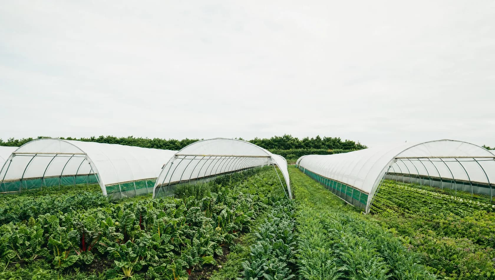 A market garden under open polytunnels on a bright flat day, planted rows running away to a hedgerow, no people.