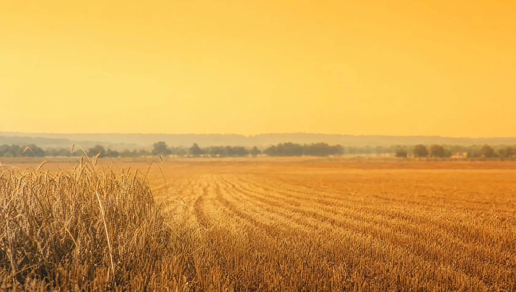 A late-summer stubble field on a hot still day with heat haze along the far treeline, the crop already cut, no people.