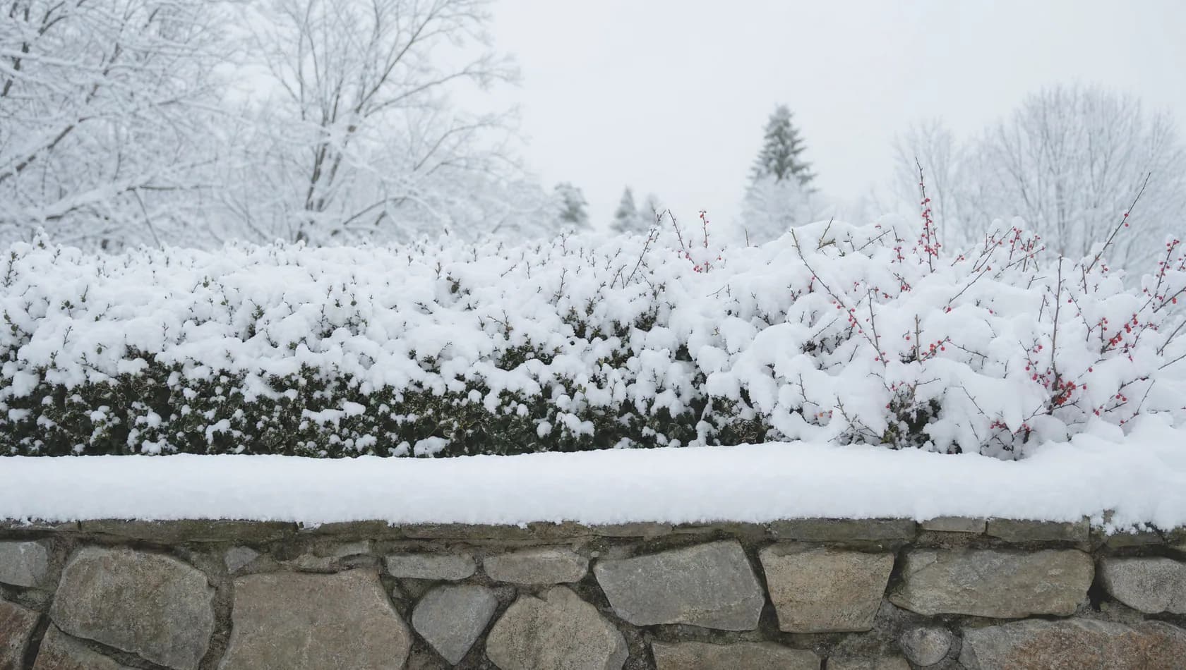 First snow lying unmarked on a garden wall and the hedge behind it, flat white light, nothing disturbed, no people.