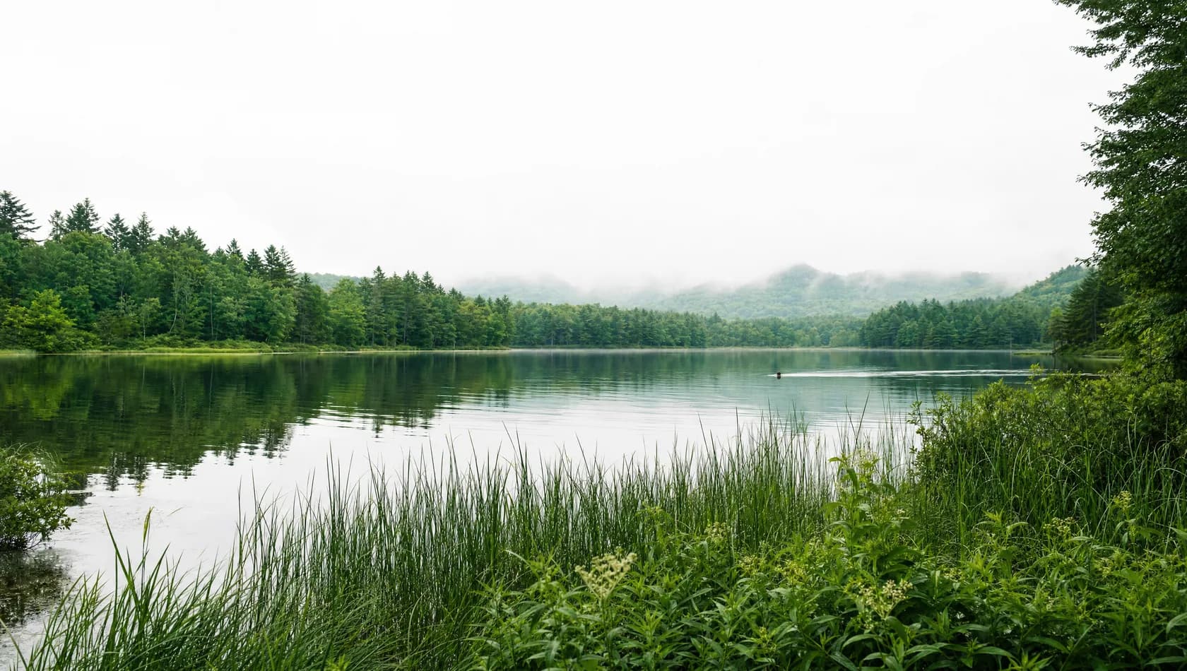 A lake shore at first full light, still water and reeds in the foreground, a single distant swimmer's wake.