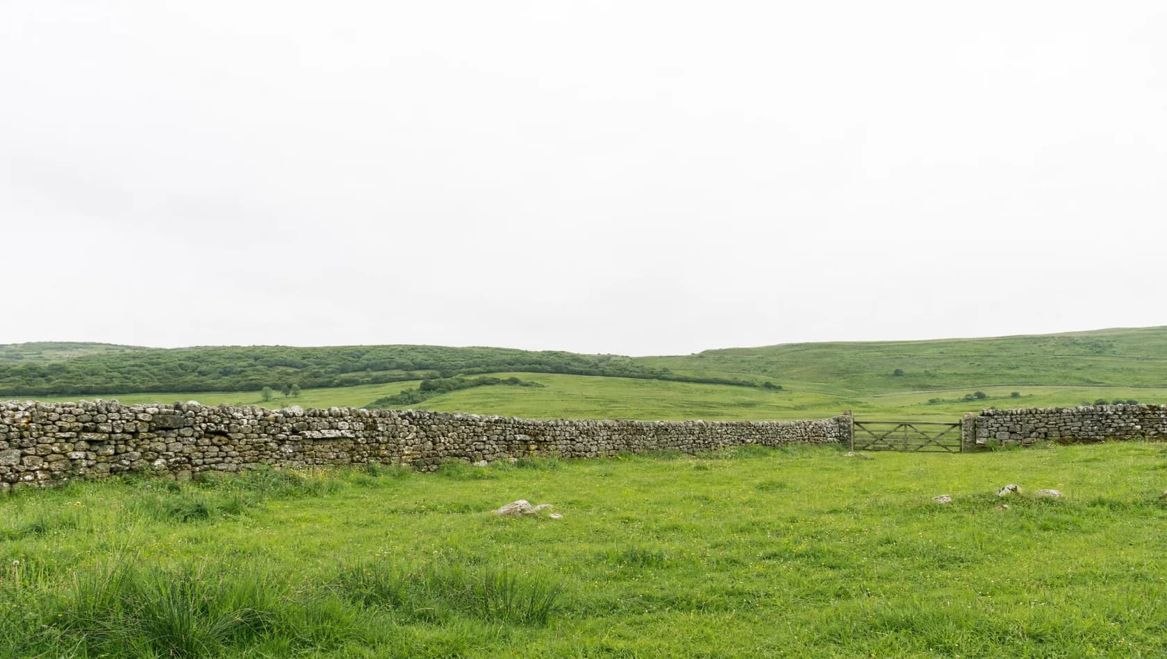 A dry-stone wall running across open pasture to a field gate, even midday light, no people.