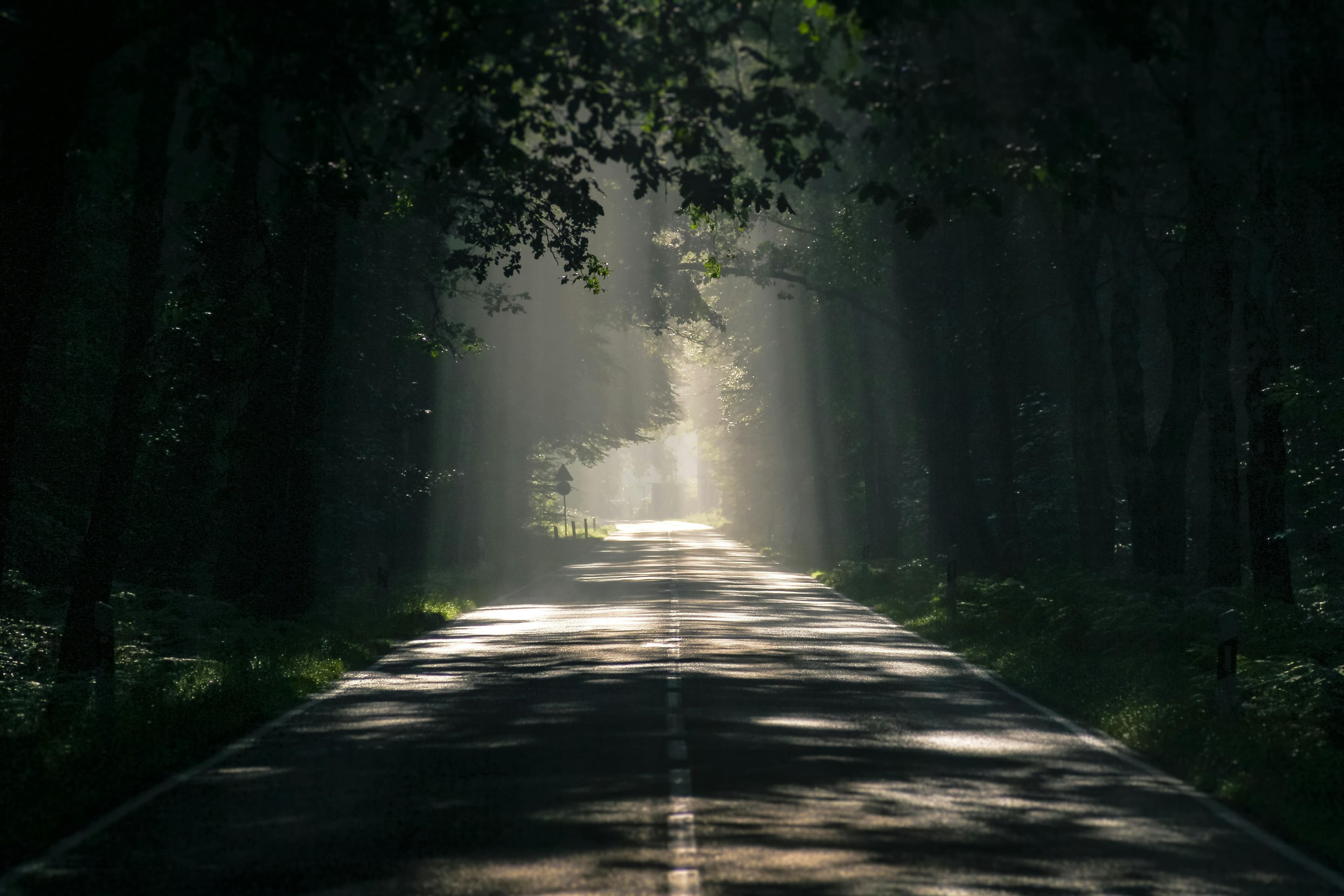 A tree-lined path with morning light breaking through